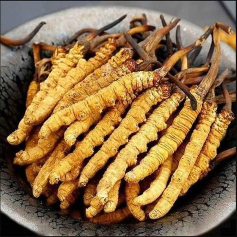 tác dụng của đông trùng hạ thảo