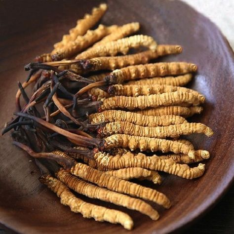 đông trùng hạ thảo ngâm mật ong