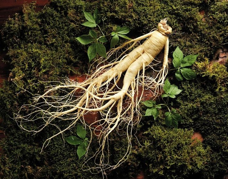 sâm nấm hàn quốc