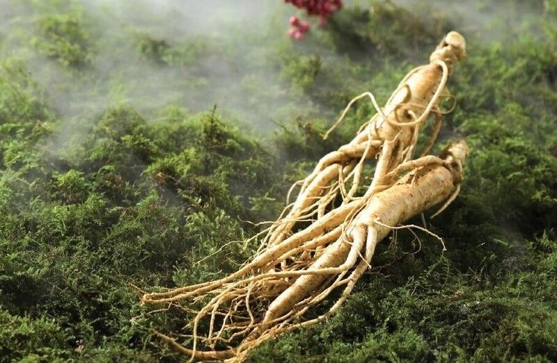 sử dụng sâm khô